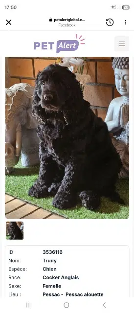 chienne lost   33600 Pessac Trudy