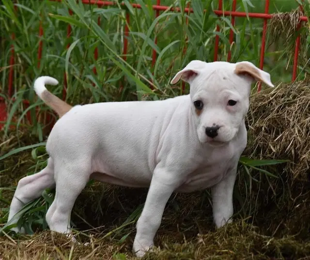 chienne lost   33320 Eysines Umabel