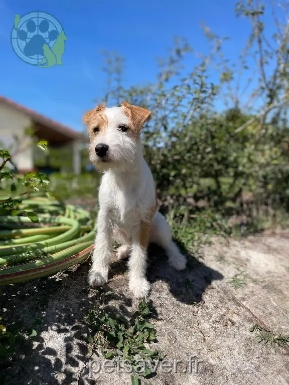 Chienne Perdue 33 Gironde - Ups Chienne Perdue 33 Gironde - Ups