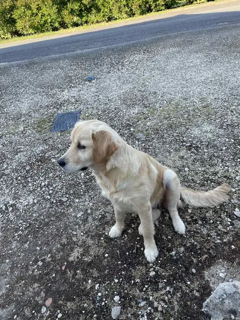 chienne lost   33390 Anglade Vicky