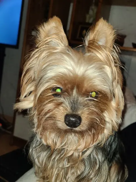 chienne lost    La Teste-de-Buch Zaia