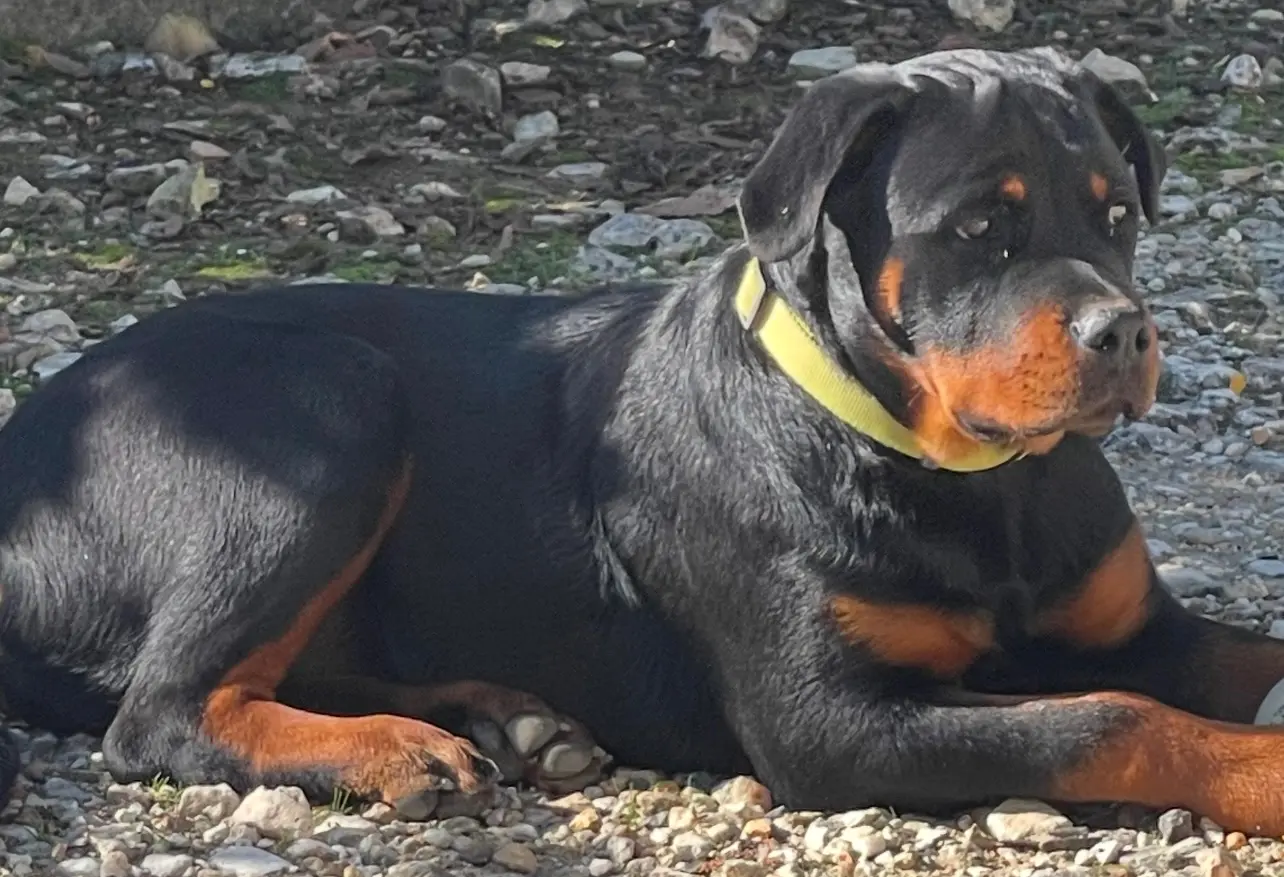 Chienne Perdue 33 Gironde Chienne Perdue 33 Gironde