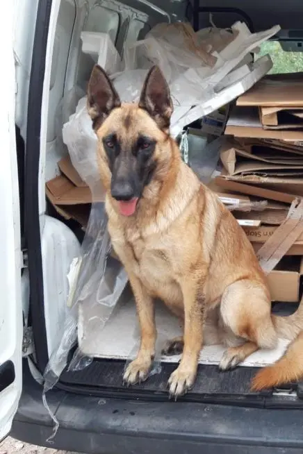 Chienne Perdue 33 Gironde Chienne Perdue 33 Gironde