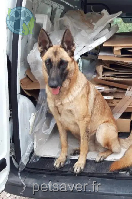 Chienne Perdue 33 Gironde Chienne Perdue 33 Gironde