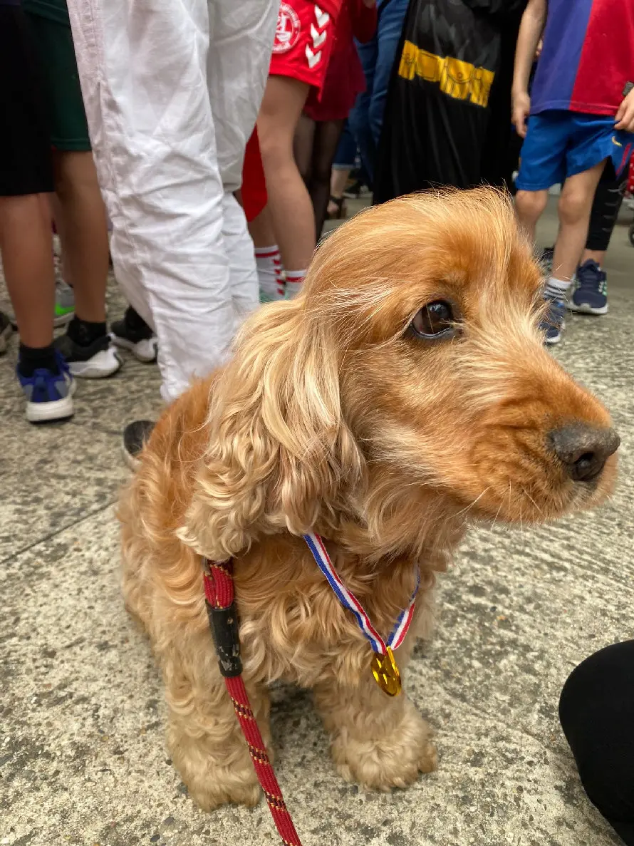Chienne Perdue 33 Gironde Chienne Perdue 33 Gironde
