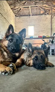 Chienne Perdue 33 Gironde Chienne Perdue 33 Gironde