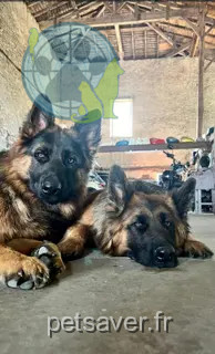 Chienne Perdue 33 Gironde Chienne Perdue 33 Gironde
