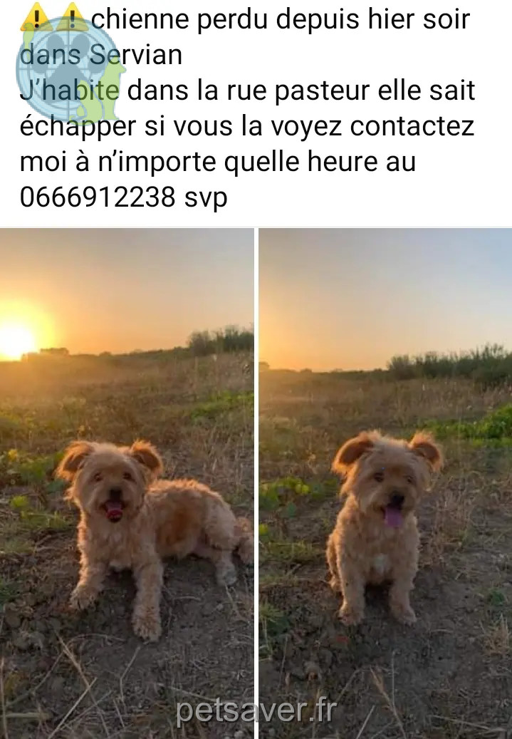 Chienne Perdue 34 Hérault Chienne Perdue 34 Hérault