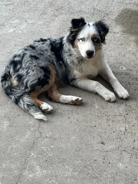 chienne lost   34710 Lespignan Azur