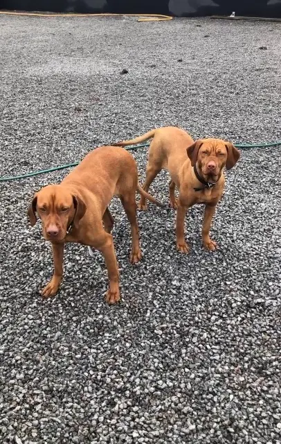 chienne lost   34290 Lieuran-lès-Béziers Brook skadi