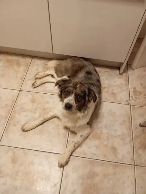 chienne lost   34150 Gignac Caïpi