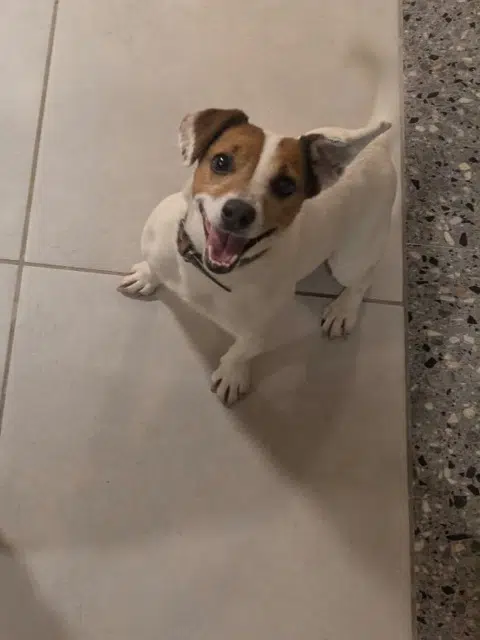 chienne lost   34970 Lattes Chana