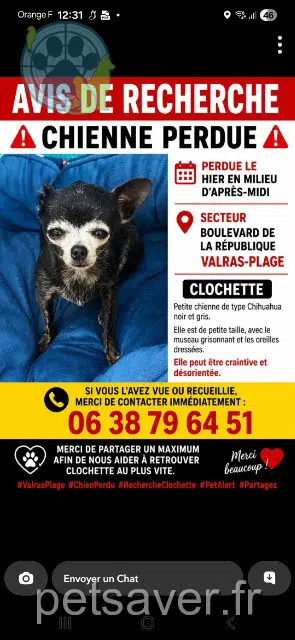 teef lost   34350 Valras-Plage Chien