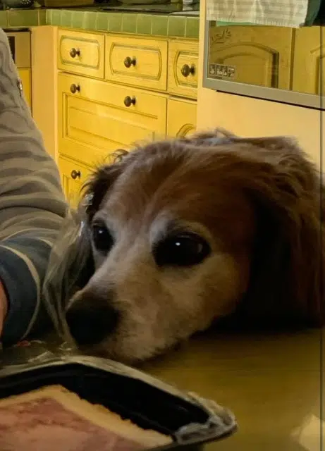 chienne lost   34680 Saint-Georges-d'Orques Croustille