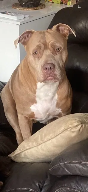 chienne lost   34500 Béziers Dinah