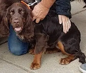 chienne lost   34480 Laurens Easy