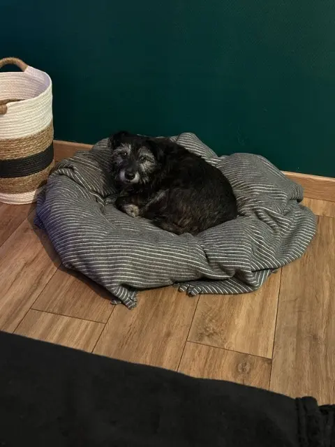 chienne lost   34440 Nissan-lez-Enserune Ever