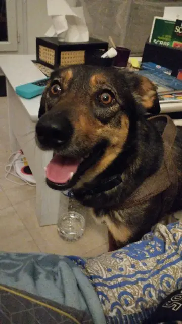 chienne lost   34800 Clermont-l'Hérault Foxi