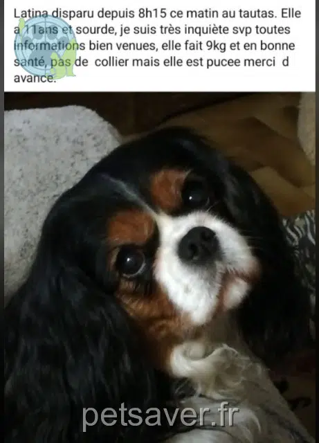 chienne lost   34330 La Salvetat-sur-Agout Latina