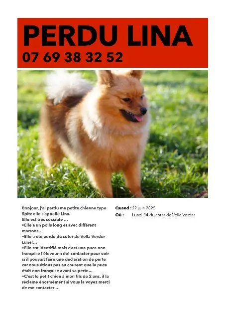 chienne perdue 34400 Lunel Lina chienne lost 34400 Lunel Lina
