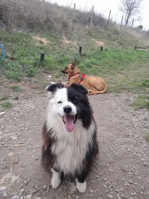 chienne lost   34210 Félines-Minervois Louise
