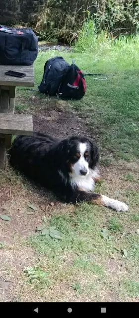 chienne lost   34160 Montaud Maitie