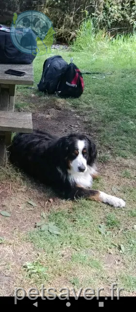 dog lost 34160 Montaud Maitie dog lost 34160 Montaud Maitie