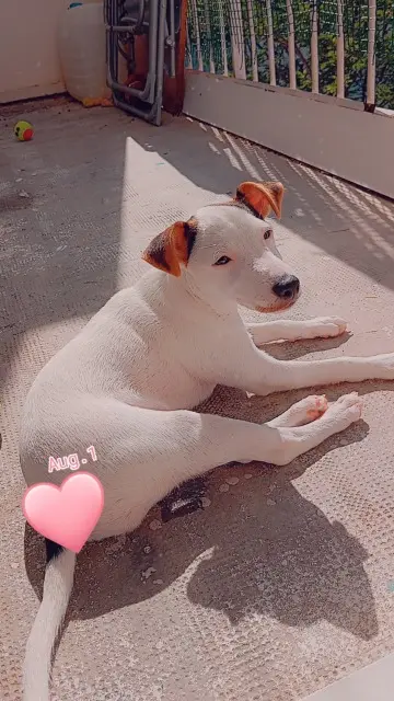 chienne lost   34710 Lespignan Mia