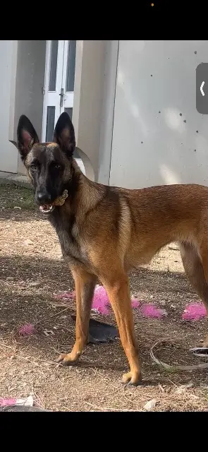 chienne lost    Montpellier Nala