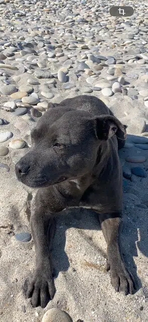 chienne lost   34130 Lansargues Naa