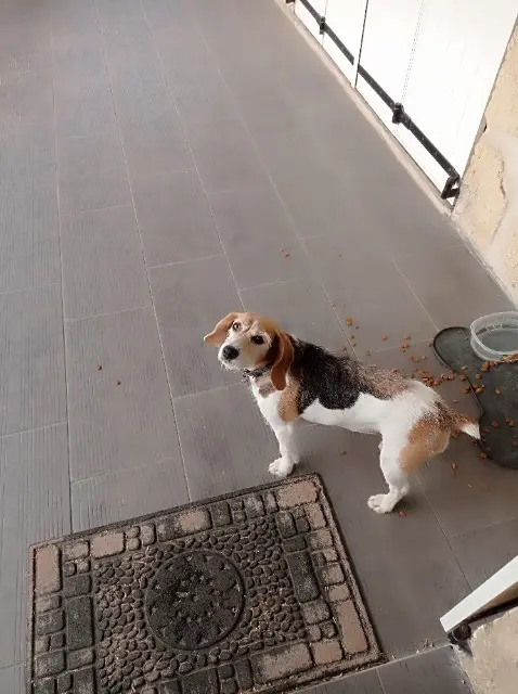 chienne lost   34920 Le Crès Nala