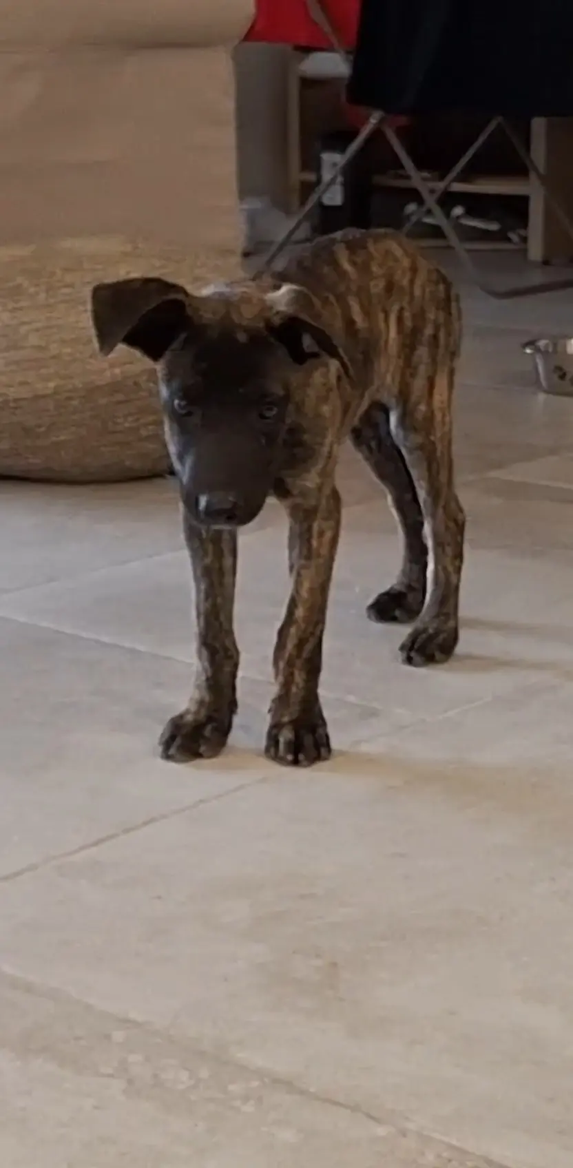 Chienne Perdue 34 Hérault - Nala Chienne Perdue 34 Hérault - Nala
