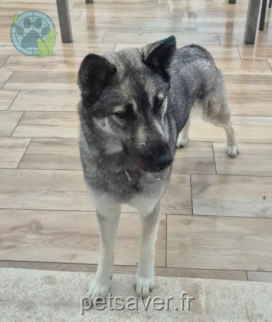 dog lost 34380 Saint-Martin-de-Londres Neiska dog lost 34380 Saint-Martin-de-Londres Neiska