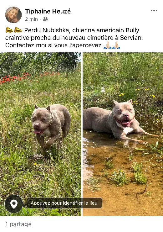 Chienne Perdue 34 Hérault - Nubishka Chienne Perdue 34 Hérault - Nubishka
