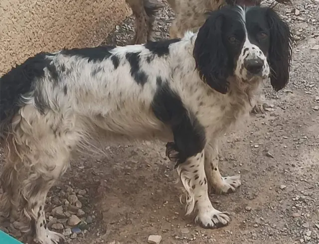 chienne lost   34420 Portiragnes Nyna