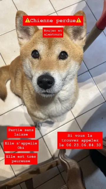 chienne lost   34320 Roujan Obi
