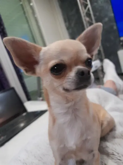 chienne lost   34230 Saint-Pargoire pretty