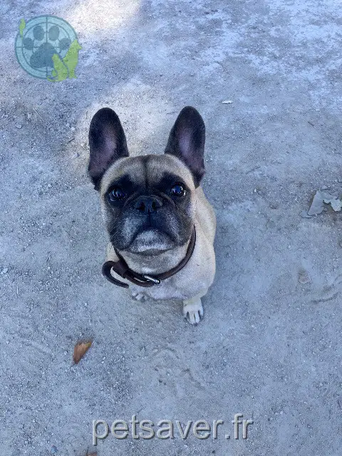 chienne lost   34670 Baillargues Pumba