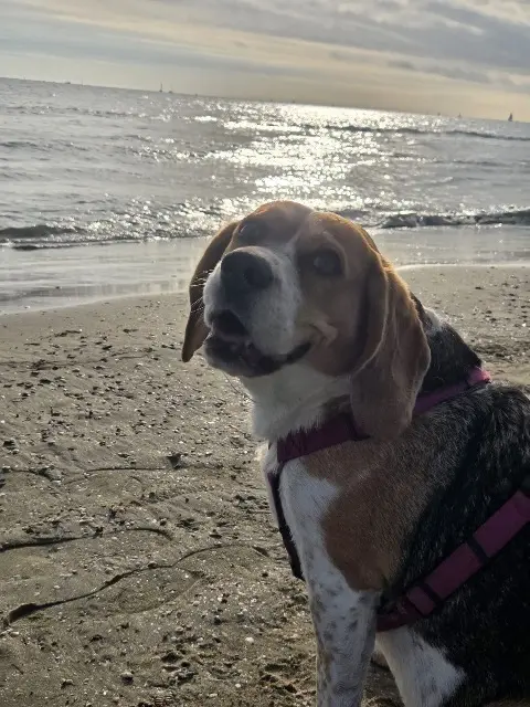 chienne lost   34400 Lunel Romy