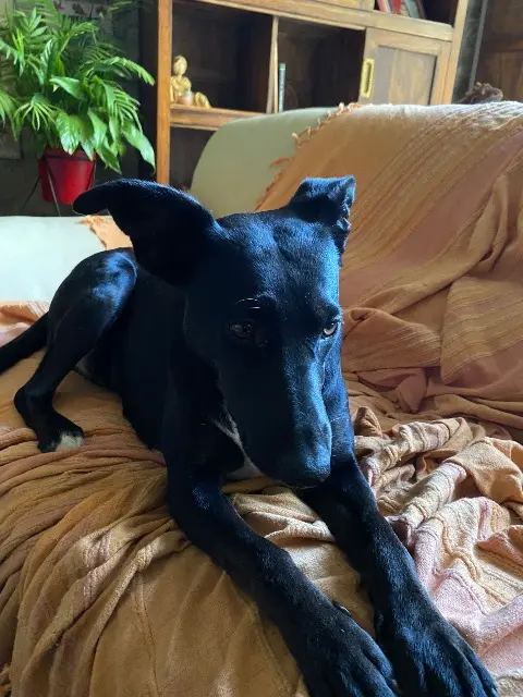 chienne lost   34360 Ferrières-Poussarou Roxy