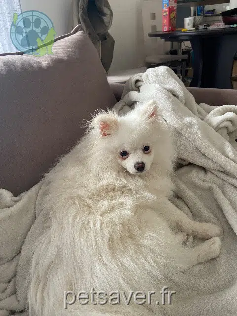 chienne lost   34500 Béziers Ruby