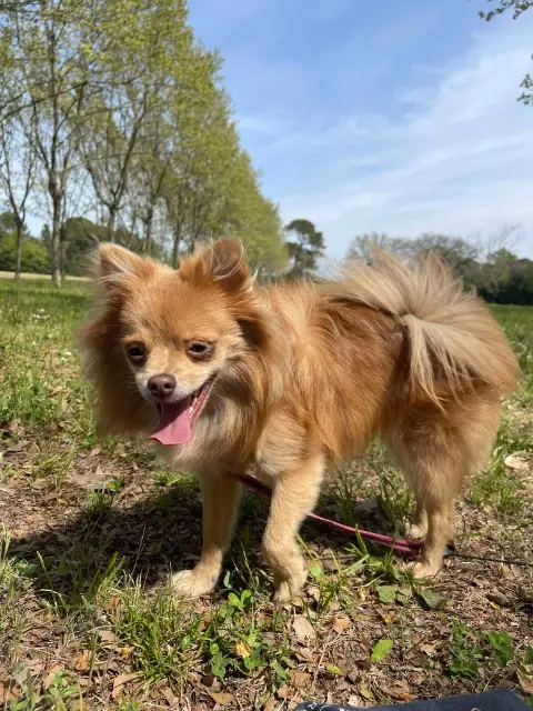 chienne lost   34400 Lunel Stella