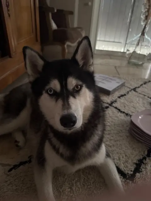 chienne lost   34130 Mauguio Tania