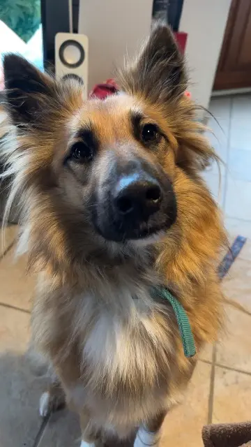 chienne lost   34330 La Salvetat-sur-Agout Taya