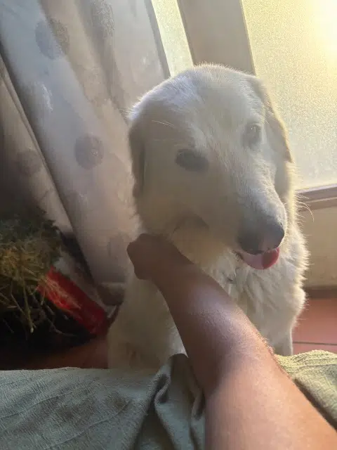 chienne lost   34210 Minerve Tika