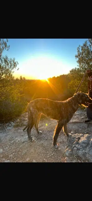 chienne lost   34120 Pézenas Ula