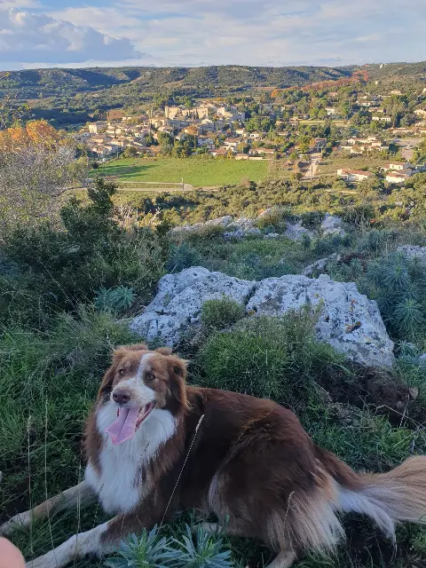 chienne lost   34310 Capestang Uma