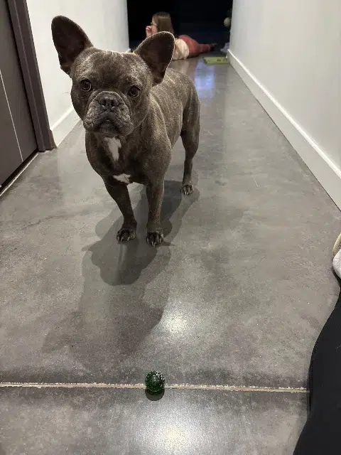 chienne lost   34230 Paulhan Vanilla