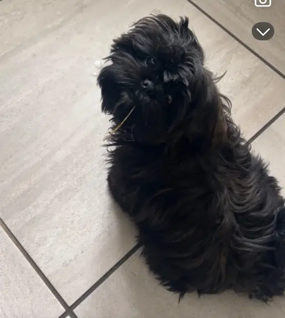 chienne lost   34500 Béziers Vinnie