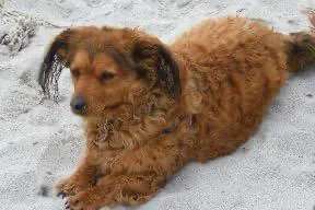 Chienne Perdue 34 Hérault Chienne Perdue 34 Hérault